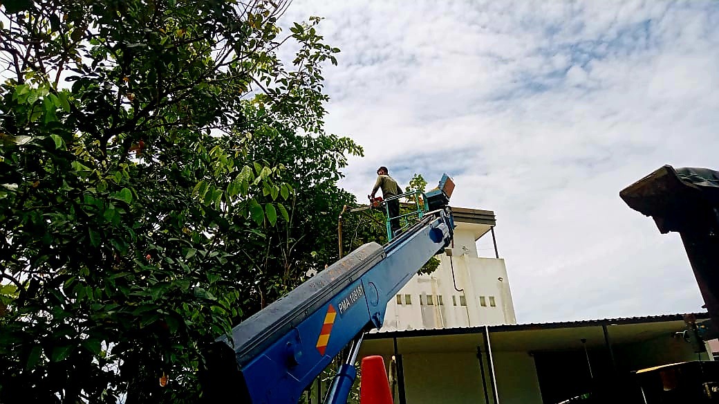 Tree Cutting