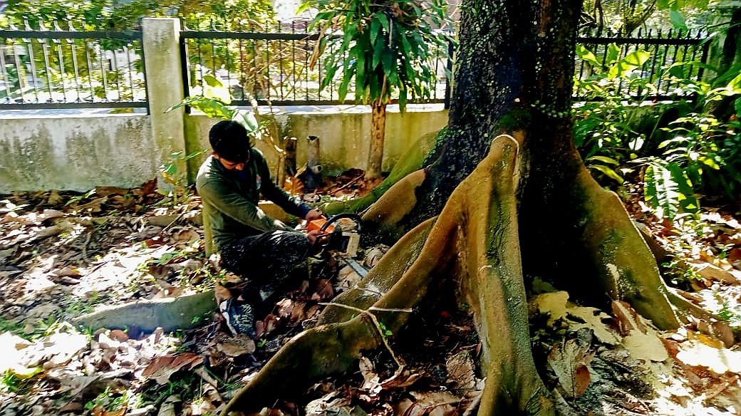 Tree Cutting