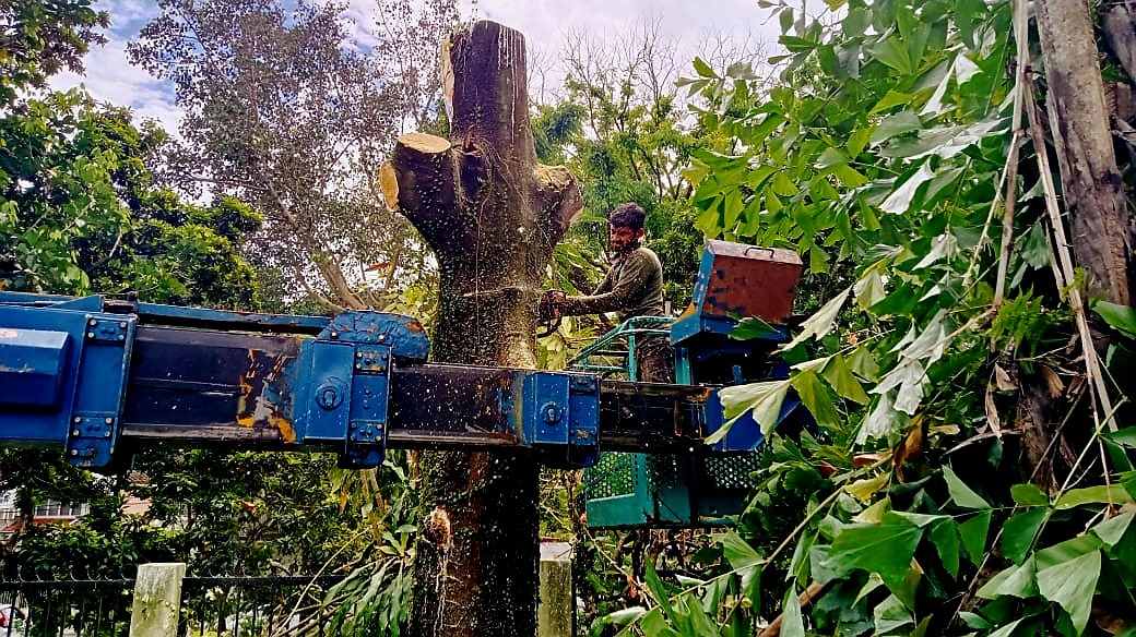 Cutting Tree