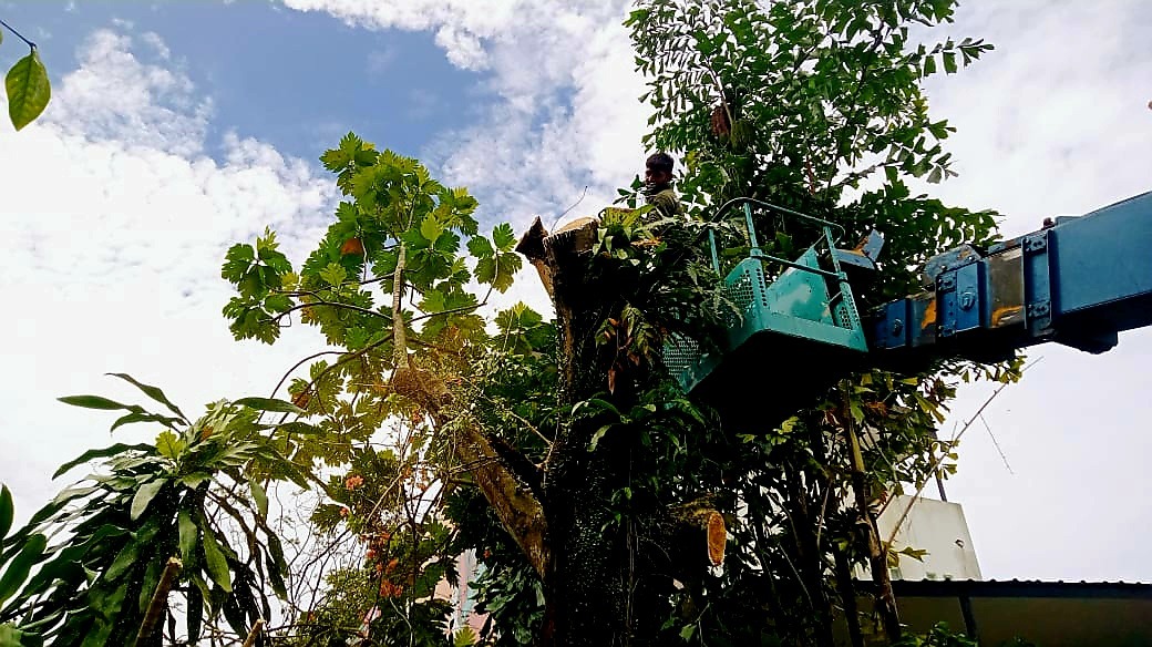 Tree Cutting