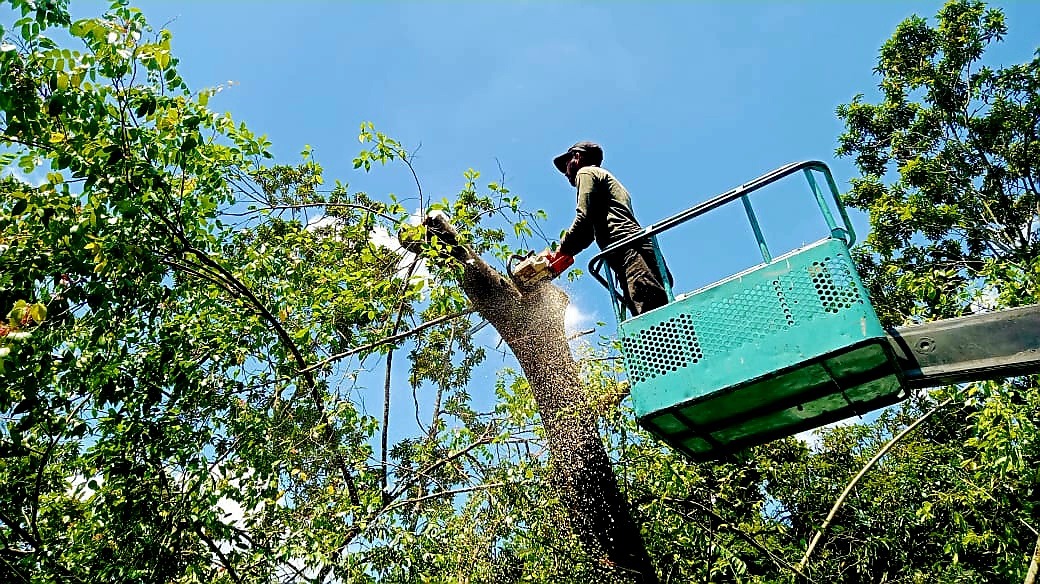 Tree Cutting