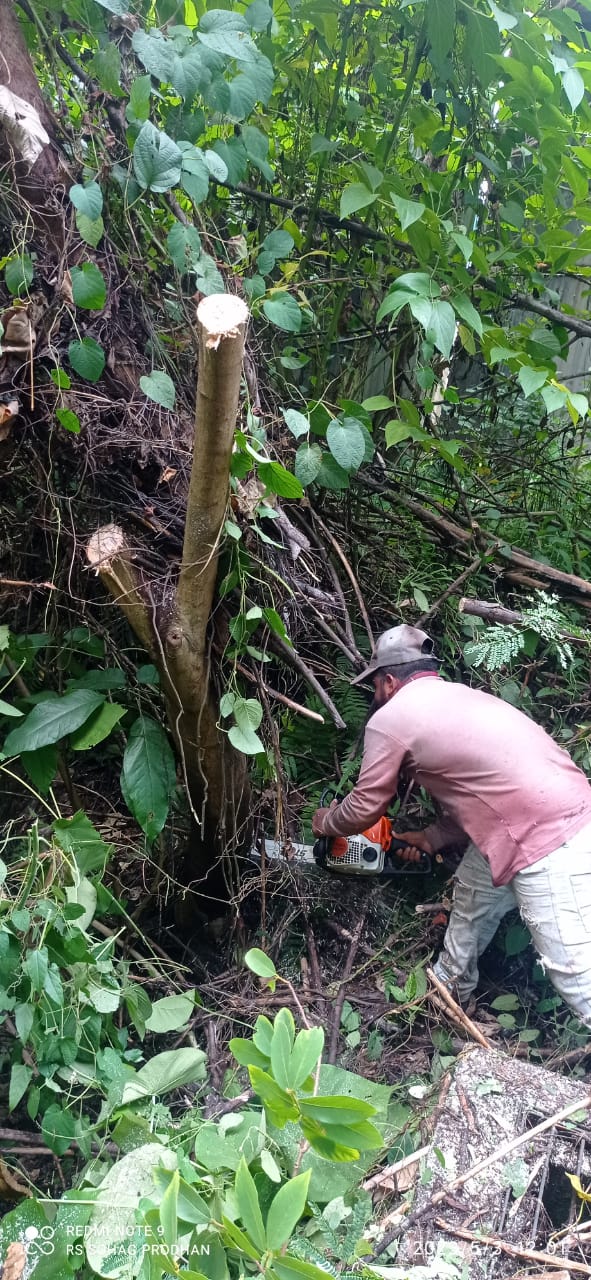 Tree Cutting