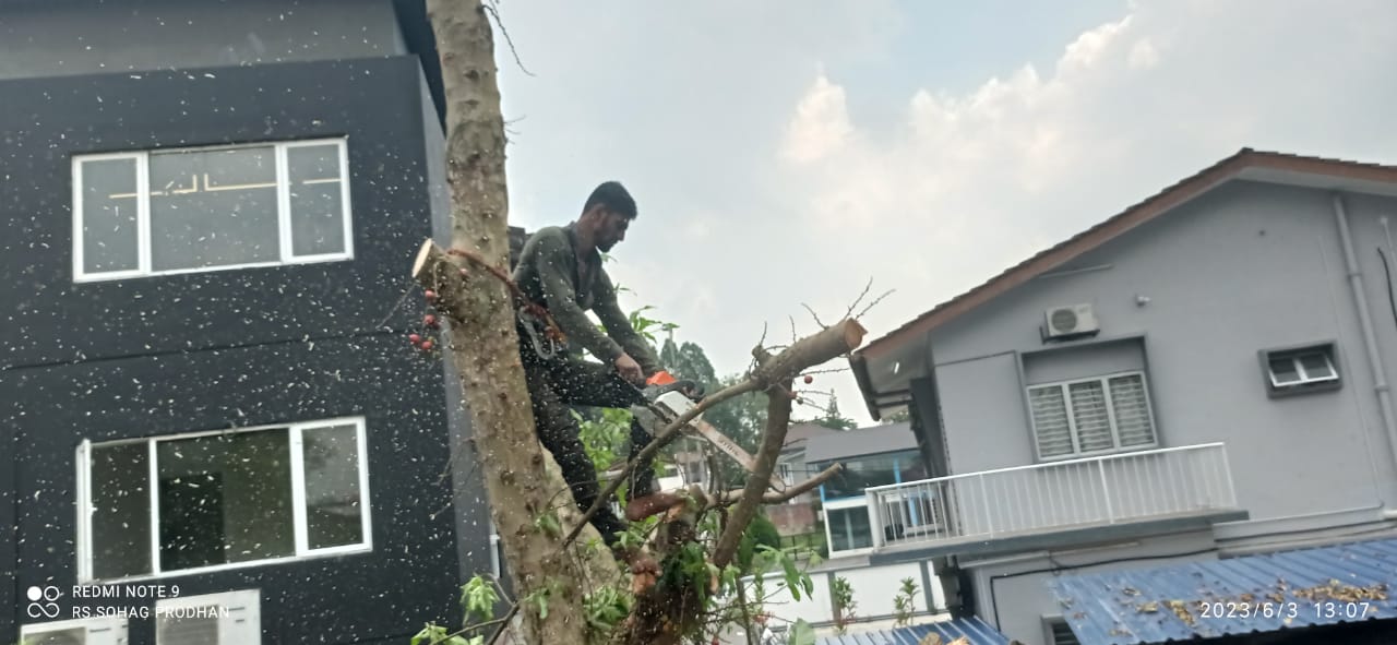 Tree Cutting