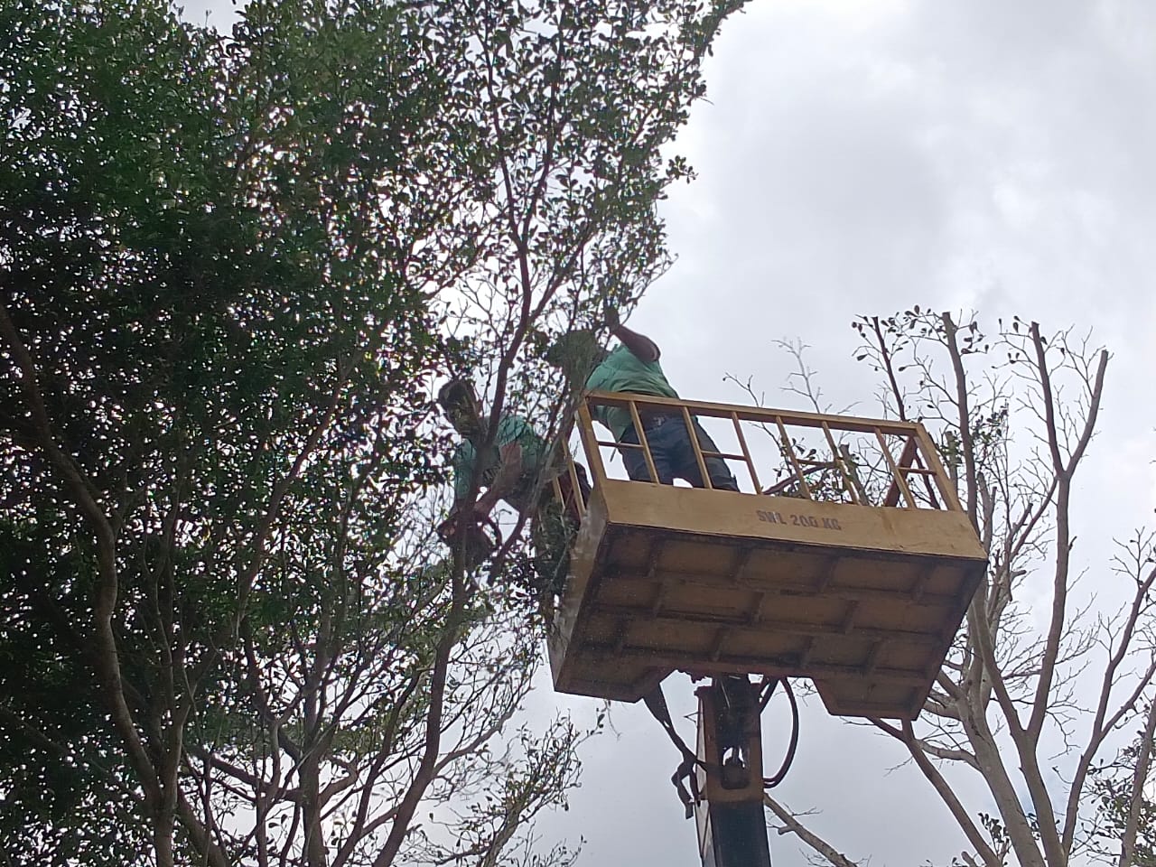 Tree Cutting