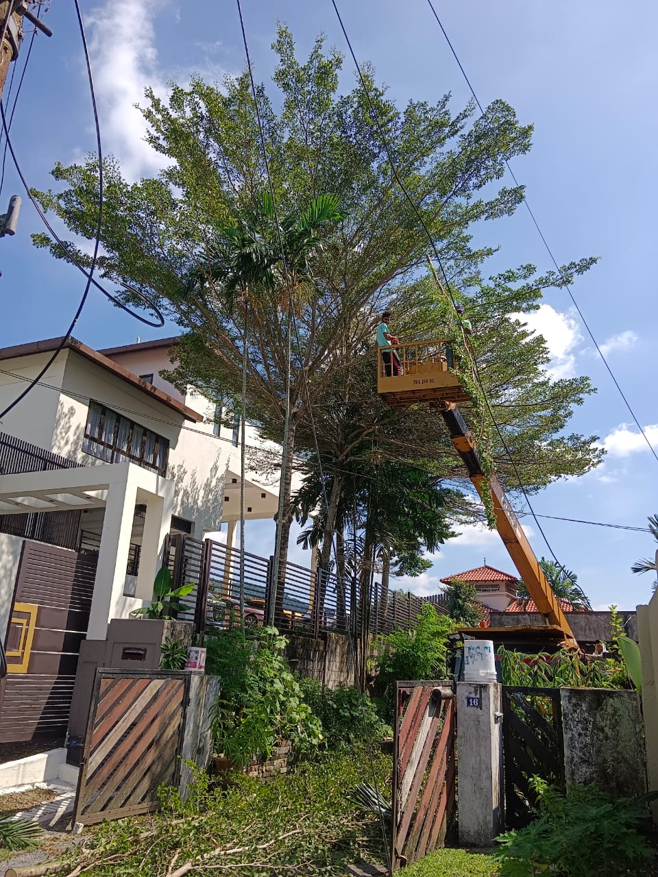 Tree Cutting