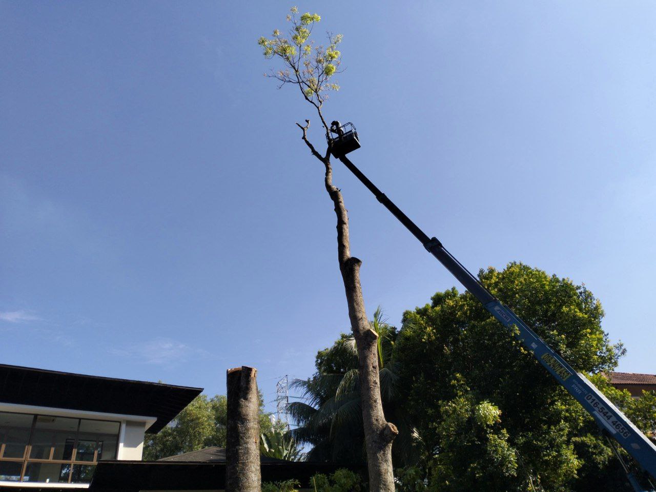 affordable tree service